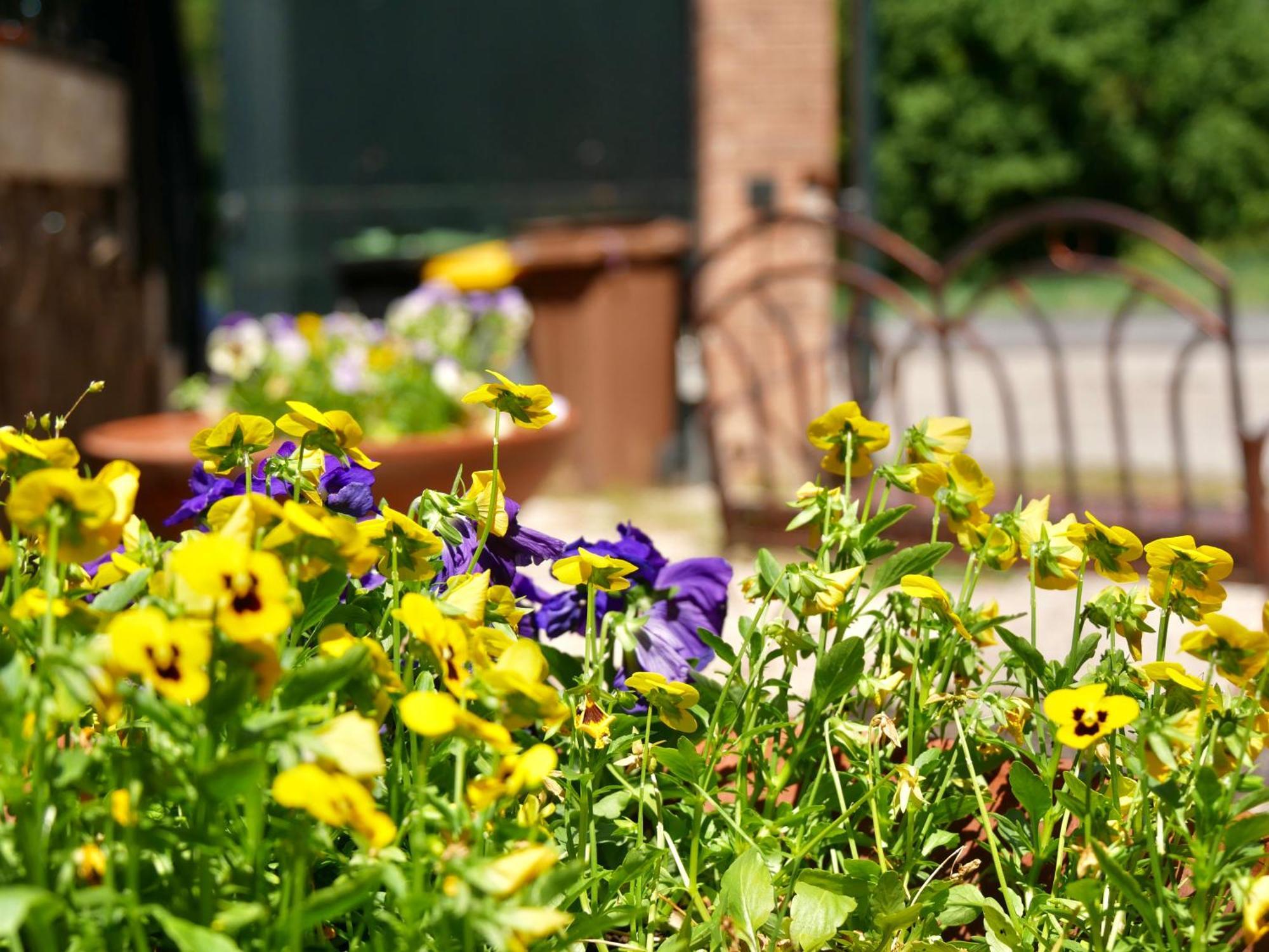 Bed and Breakfast L'antico Granaio Paliano Esterno foto