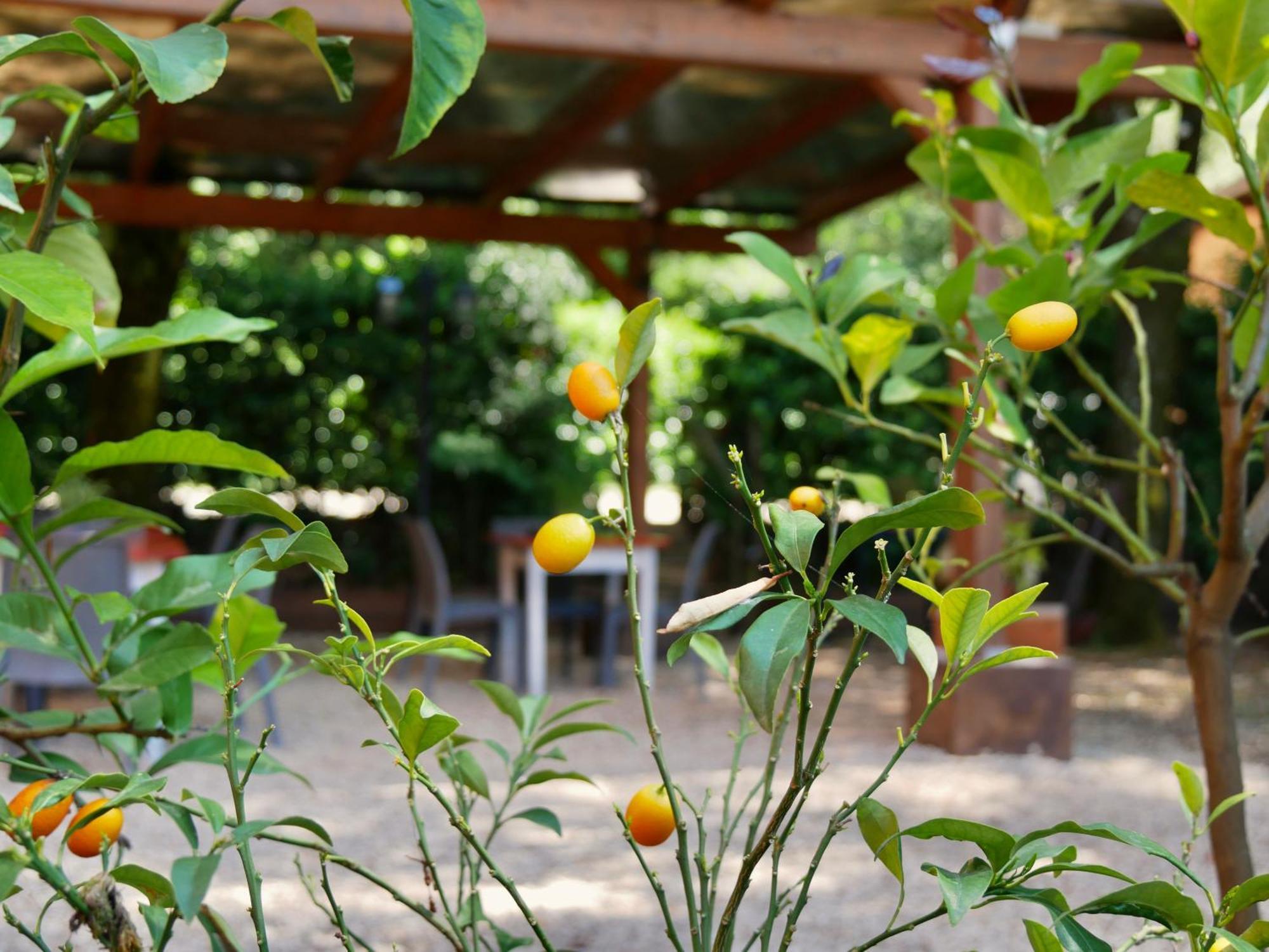 Bed and Breakfast L'antico Granaio Paliano Esterno foto