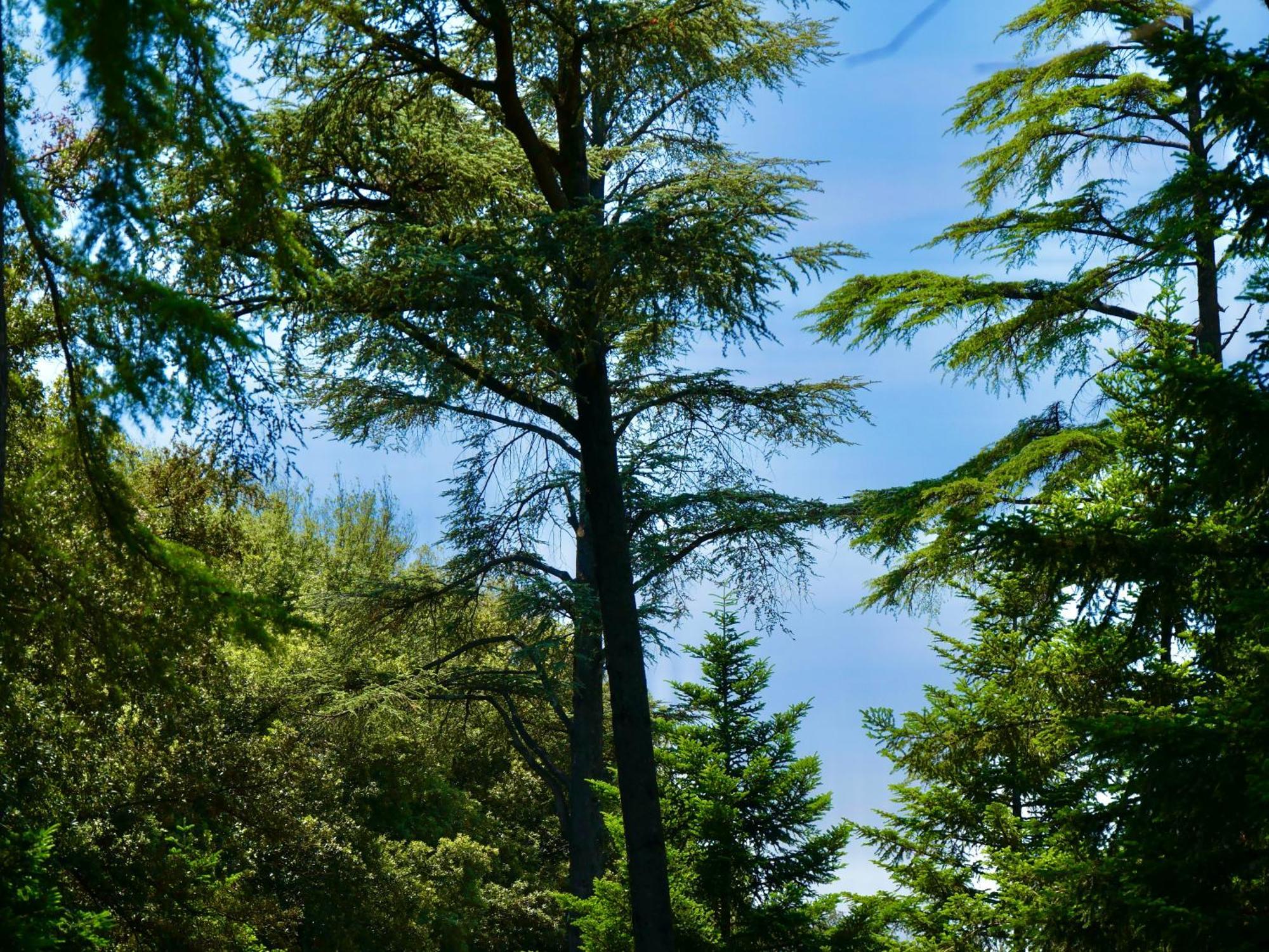 Bed and Breakfast L'antico Granaio Paliano Esterno foto
